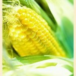 Кукурузные рыльца для похудения Кукурузные рыльца для похудения